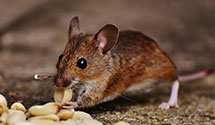 24 Hour & Emergency Exterminators in Greenville, RI